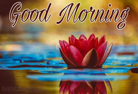 51 Good Morning Lotus Lily Flower Images Hd 2024 Best Status Pics