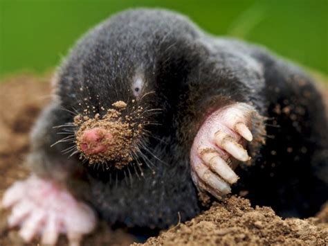 Removing Moles Guide To Identifying Moles Doctor Pest