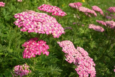 Pink Cluster Flowers | Pink flowers, Pretty flowers, Flowers