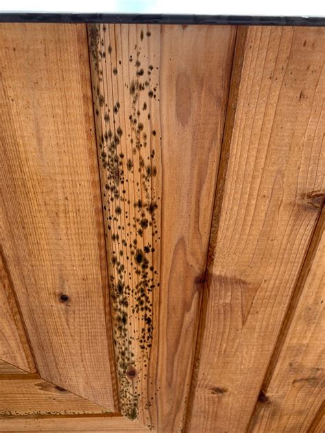 Mold On Cedar Soffit How To Fix Love And Improve Life