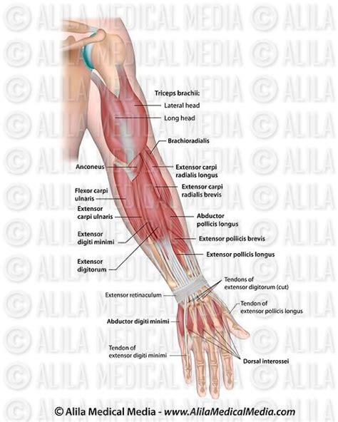 Alila Medical Media Whole Arm Muscles Posterior Medical Illustration