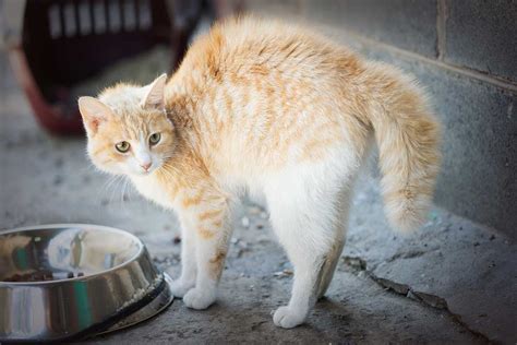 Penyebab Dan Cara Mengatasi Kucing Kencing Sembarangan Blog Sukapets