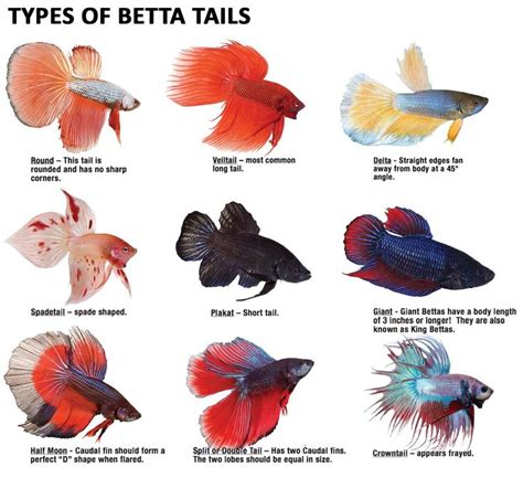 The Different Types Of Betta Fish Are Shown In This Chart Which Shows