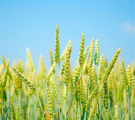 Wallpaper Sunlight Nature Field Green Clear Sky Wheat Cereal