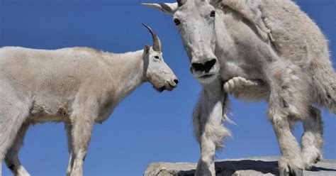 Hiker Kills Aggressive Mountain Goat Efforts Increase To Educate