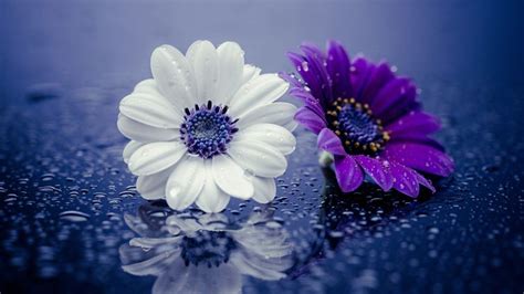 Purple White And Purple Flowers During Snowdrops Hd Purple Wallpapers