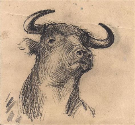 Bull Head Drawing At Getdrawings Free Download