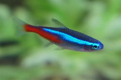Neon Tetra 101 Care Diet Tank Size Tank Mates And More