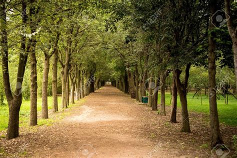 Tree Lined Path In A Park In Mexico City One Point Perspective One