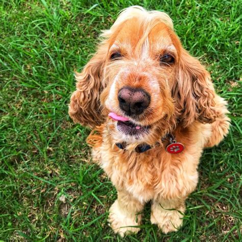 16 Reasons Cocker Spaniels Are The Worst Dogs To Live With Petpress