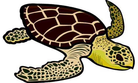 Leatherback Turtle Clipart Sea Turtles
