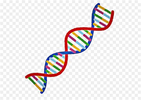 Genoma Dna Gene Png Transparente Gr Tis