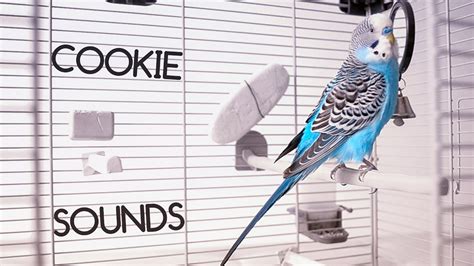 Budgie Sounds In New Home Cookie Youtube