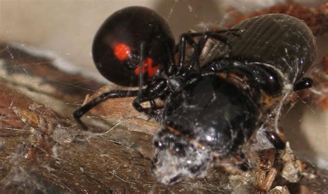 Black Widow Spider By Jason