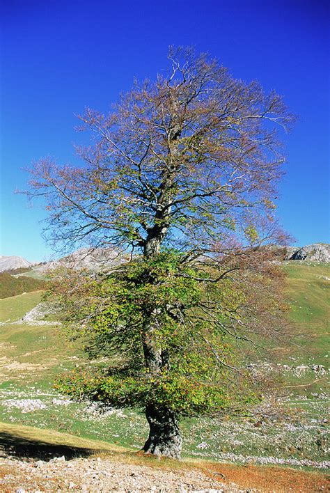 Common Beech Tree Fagus Sylvatica Photograph By Bruno Petriglia