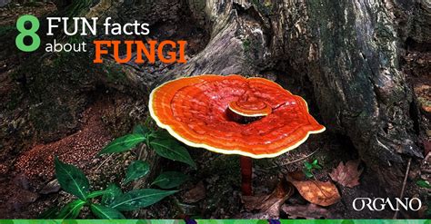 8 Fun Facts About Fungi Organo™ Official Blog