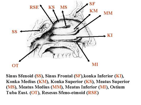 Anatomi Fisiologi Hidung Sinus Paranasal Dr M Arief