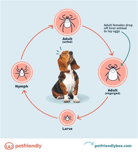 What Does A Tick Look Like On A Dog Places To Look