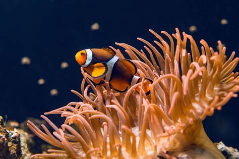 Riveting Facts About The Marine Biome You Probably Didnt Know