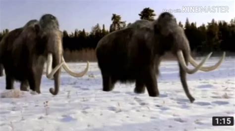Woolly Mammoth Trumpet Sound Effects Youtube