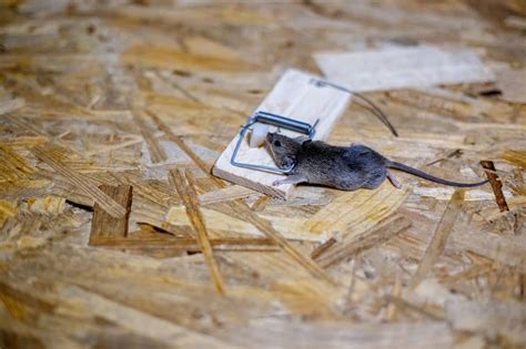 What Is The Best Bait For A Mouse Trap Top Baits You Can Use To Trap Mice