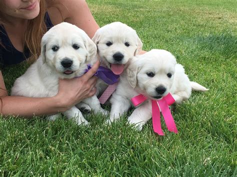 Rescue golden retrievers can sometimes be golden retriever clubs can be great both for hopeful golden retriever parents and current golden retriever parents. Golden Retriever Puppies Indiana: Best English Cream Golden Retriever puppies in Indiana