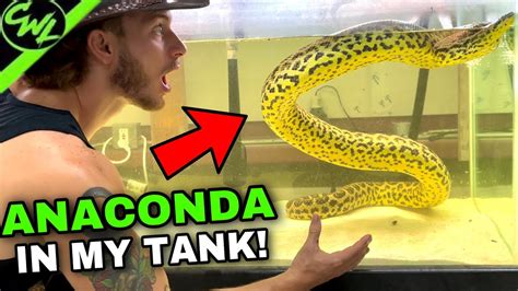 Anaconda In My Fish Tank Youtube