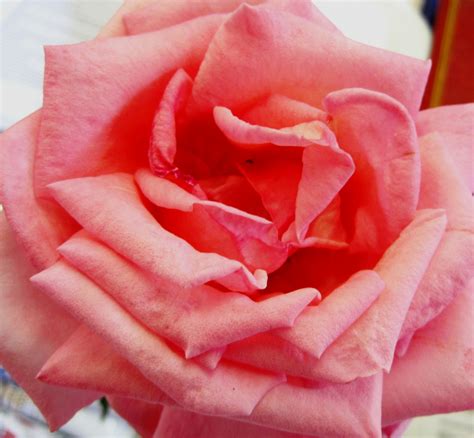 Deep Pink Rose Free Stock Photo Public Domain Pictures