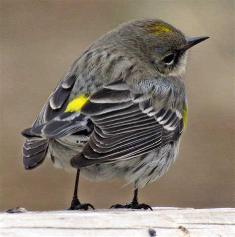 The Most Common Birds Found In North America Birds And Blooms