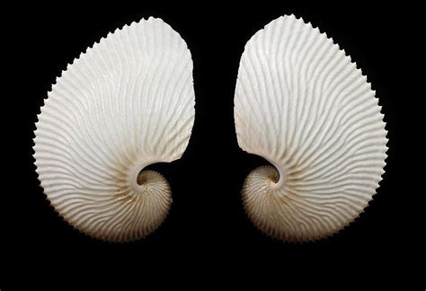 Brown Paper Nautilus Shells Photograph By Science Photo Library Fine