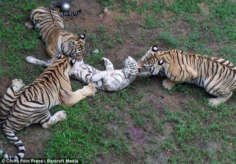 Horrific Moment Three Young Tigers Attack And Eat Young