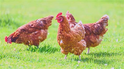 Avian Flu Symptoms Causes Treatment