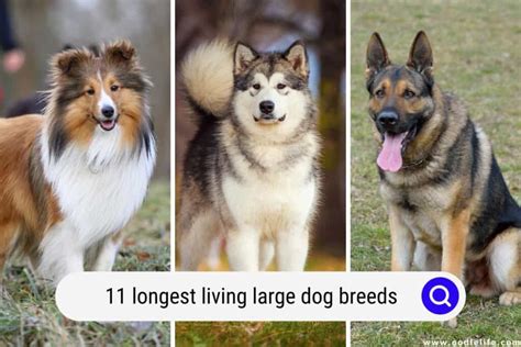 The Ultimate Dog Size Guide From The Smallest Dog Breeds To Big Dogs