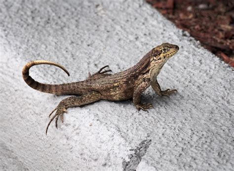 Curly Tail Lizard Olympus E Pl5 Boca Raton Florida Flickr
