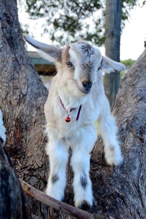 Caring For Goats The Dos And Donts Rspca South Australia