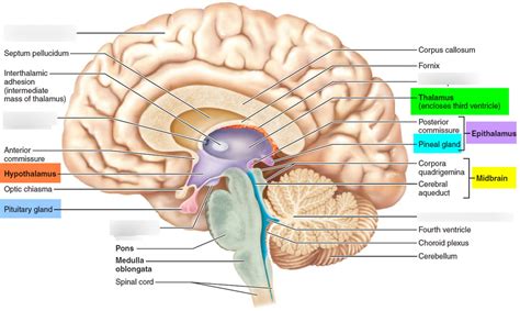 Brain Contd Diagram Quizlet