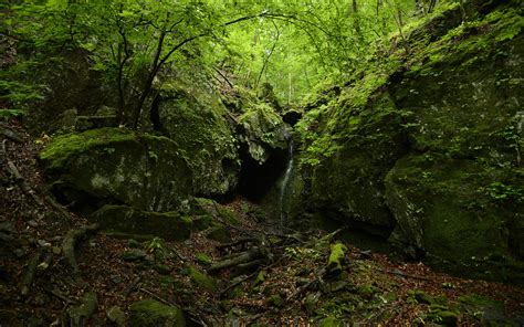 Forest Cave Green Trees Wallpaper 1920x1200 119957 Wallpaperup