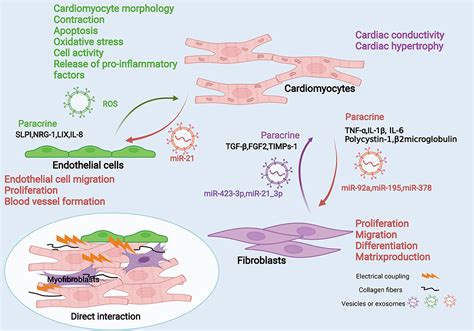 Frontiers The Roles Of Cardiac Fibroblasts And Endothelial Cells In