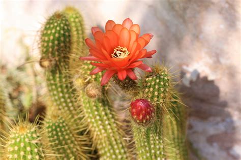 Wallpaper Cactus Flower Thorns Plant Blooms Hd Widescreen High