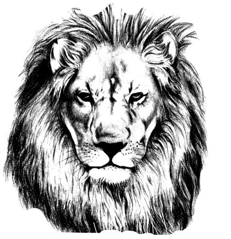 Download Hd Vector Library Pencil Sketch Lions Head Transprent