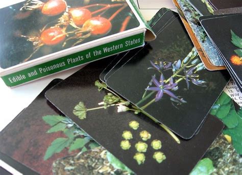 Botanical Flash Cards Vintage Plants Edible By Thevintaquarian
