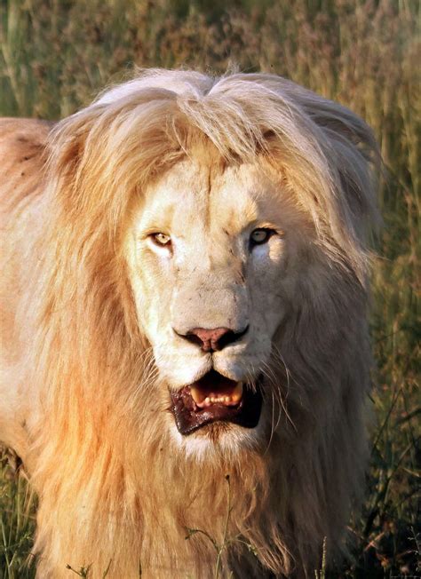 The Mane Attraction King Lion Shows Off All Its Beauty In South