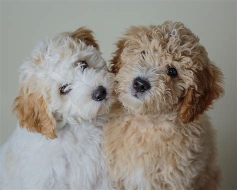 This will ensure the opportunity for a deep bond to be formed with your new companion. Maltipoo Apricot Züchter Nrw