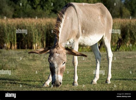 The Gray Donkey Is Grazing On The Pasture In Nature Donkey Breeding