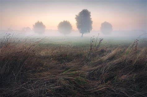 Trees In Morning Mist On Meadow At Sunrise Photograph By