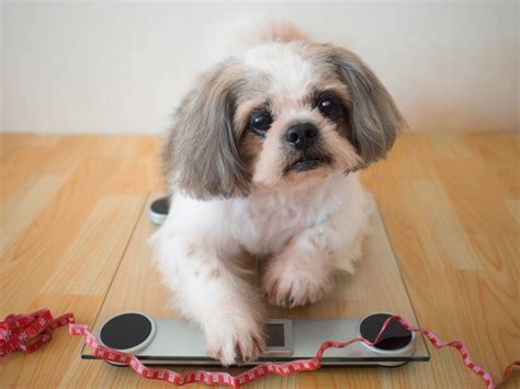 Why Is My Shih Tzu Panting Causes And Solutions