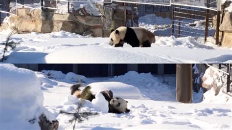 Giant Panda Home In Finland Opens To Public Youtube