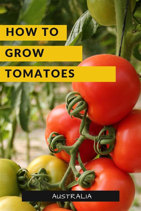 How To Grow Tomatoes In Perth Wa Scene