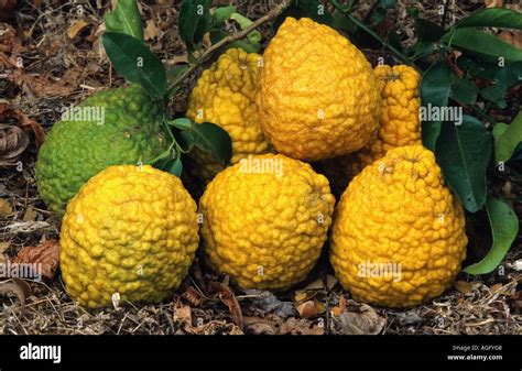 Citron Citrus Medica Fruits Paying On The Soil Costa Rica Stock