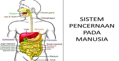 Sistem Pencernaan Manusia Berikut Fungsi Cara Menjaganya